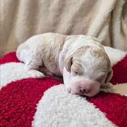 Peppermint - Blenheim female Cavapoo puppy in Casa Grande, Arizona from Curls and Camo Pups