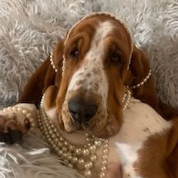 Hazelnut - Basset Hound