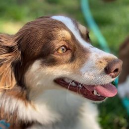 Aussiedoodles and Miniature Australian Shepherds from 5 B Ranch