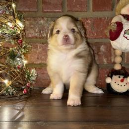RMF - Red merle female Toy Australian Shepherd puppy in Lindale, Texas from Circle JTS Ranch