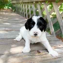 Bobbi - Black male Australian Labradoodle puppy in Wamego, Kansas from Doodles of Oz