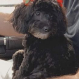 Cockapoo All Grown Up from Southern Posh Doodles