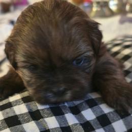 Pete - Brindle male Shih Tzu puppy in Filer, Idaho from Shih Tzu Kennels