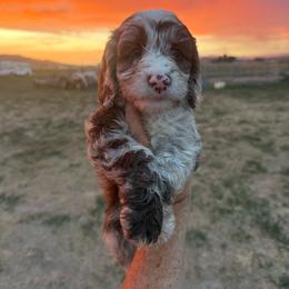 Omelet - Parti male Springerdoodle puppy in Clifton, Idaho from Little Mountain Springers, Springerdoodles & Poodles