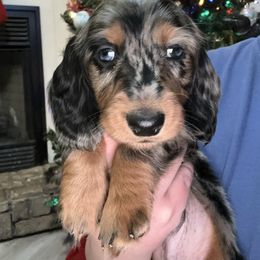 Blitzen - Dapple male Dachshund puppy in Mascot, Tennessee from Magnolia Pearl Dachshunds