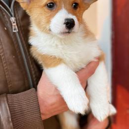 Pembroke Welsh Corgi Puppies from Gotta Chase Em All Corgis