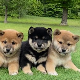 Akita and Shiba Inu Puppies from Day Dream Shiba Inu’s