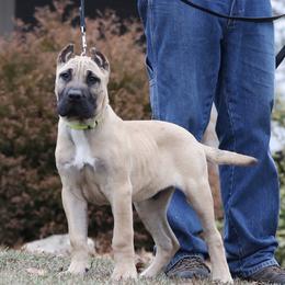 Light Blue Collar - Fawn male Perro de Presa Canario puppy in Pocahontas, Illinois from Cabeza Grande Kennel
