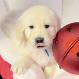 Rabble -Blue Collar boy - Golden Retriever puppy from Farley Goldens