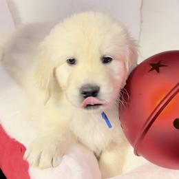 Rabble -Blue Collar boy - Golden Retriever puppy from Farley Goldens
