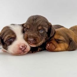 Dachshunds from Neu Doxies