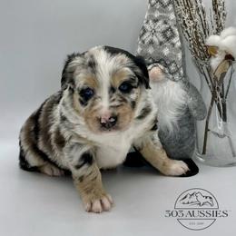 Jovie - Blue merle female Australian Shepherd puppy in Thornton, Colorado from 303 Aussies