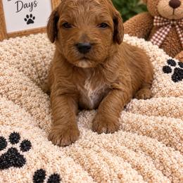 Pumpkin - Red  female Goldendoodle puppy in Burleson, Texas from Thompson Doodles