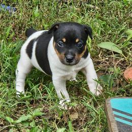 Frigg - White black and tan female Rat Terrier puppy in Lynn, Alabama from Cryptic Rat Terriers