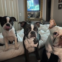 Boston Terrier Puppies from Bonze Boston Terriers
