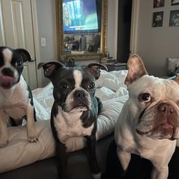 Boston Terrier Puppies from Bonze Boston Terriers