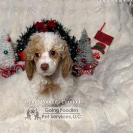 Canolli - White male Poodle puppy in Pueblo West, Colorado from Little Paws Poodles