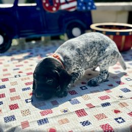 German Shorthaired Pointer Puppies from MaggieMae Andersen