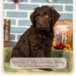 Holiday - Chocolate male Goldendoodle puppy in Waterford, Michigan from Oh My Doodness!