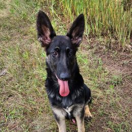 Squiggle - Lime Green Collar - Black and tan German Shepherd puppy in Crockett, Texas from Classic German Shepherds