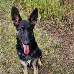 Squiggle - Lime Green Collar - Black and tan German Shepherd puppy in Crockett, Texas from Classic German Shepherds