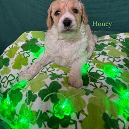 Honey - Parti female Poodle puppy in Conway, Arkansas from Arkansas River Poodles