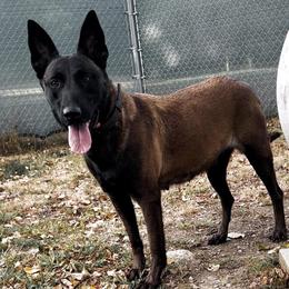 XENA - Dutch Shepherd