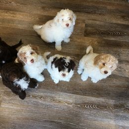 Australian Labradoodle Puppies from Rainier Labradoodles