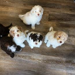 Australian Labradoodle Puppies from Rainier Labradoodles