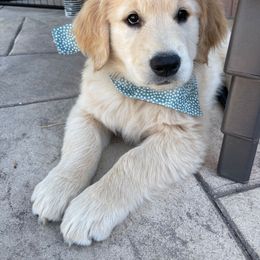 Golden Retriever Puppies from Graciegold Retrievers