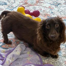 Twix - Dachshund