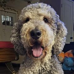 Poppy - Saint Berdoodle