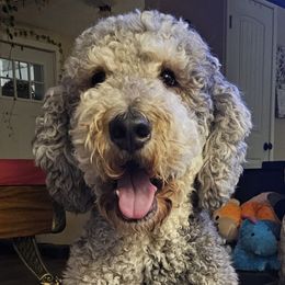 Poppy - Saint Berdoodle