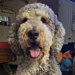 Poppy - Saint Berdoodle