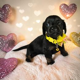 Onyx - Black female Dachshund puppy in Alvin, Texas from Cosson's Dachshunds of Alvin