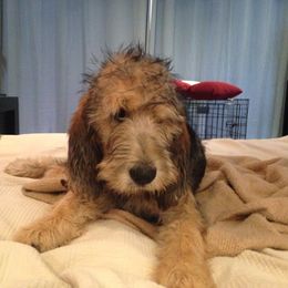 Otterhound Puppies from Blue Fairy Otterhounds