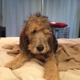 Otterhound Puppies from Blue Fairy Otterhounds