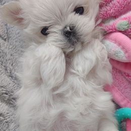 Companion Cross, Mal-Shi, Maltese, Maltipoo, Morkie, and Shih Tzu Puppies from Seeking Shalom Acres Maltese, Maltipoos & Havamalts
