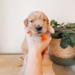 Brisket - Golden male Golden Retriever puppy in Forest Hill, Texas from Gillit Family Goldens of NTX