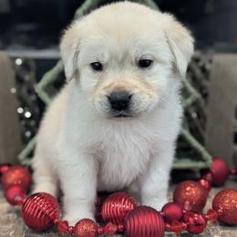 Orange Yellow Boy - Yellow male Labrador Retriever puppy in Angola, Indiana from Reniers Labrador Retrievers