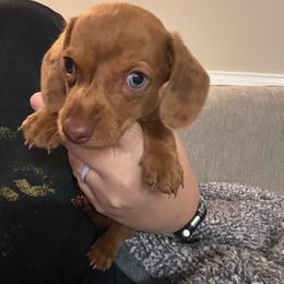 Boone - Dapple male Dachshund puppy in Staley, North Carolina from Waite's Dachshunds