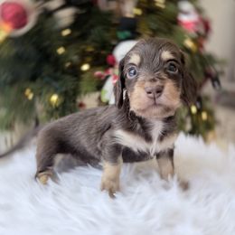 NACHO  ready 12.24 - Chocolate and tan male Dachshund puppy in Richmond, Virginia from Irresistible Dachshunds & Cavaliers