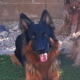 Juliette - German Shepherd