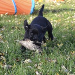 Labrador Retriever Puppies from Dunn’s Marsh Labradors