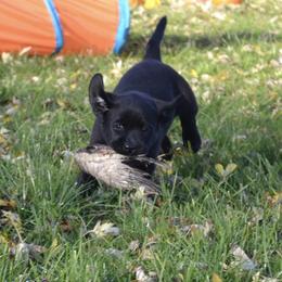 Labrador Retriever Puppies from Dunn’s Marsh Labradors
