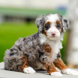 Juneau - Merle female Bernedoodle puppy in Dundee, Ohio from Down Home Doodle