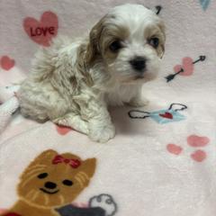 Charlie Rae - Cavachon puppy from Lindsey's Waggingtails Cavachons