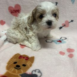 Charlie Rae - Cavachon puppy from Lindsey's Waggingtails Cavachons