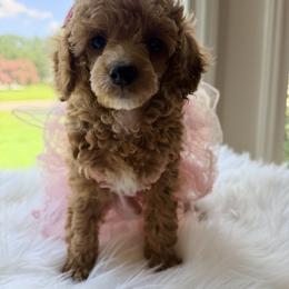 Pekingese, Poodle, and Shih Tzu Puppies from Happy puppies