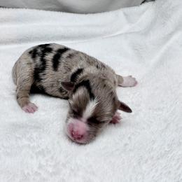 Krag - Blue merle male Toy Australian Shepherd puppy in Bly, Oregon from Apacheblus Toy Aussies